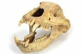 Fossil Cave Bear (Ursus Spelaeus) Skull - Romania #227515-3